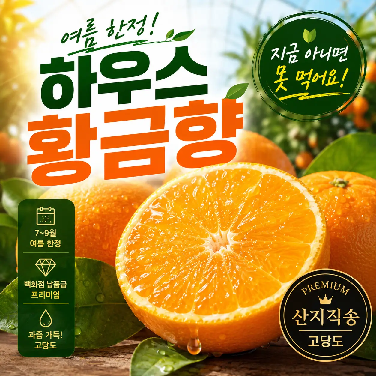 제주 산지직송 프리미엄 하우스 황금향  2kg